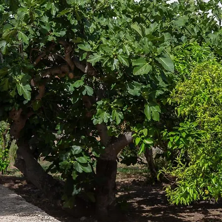 La Curte Dellu Pippi Niuru Nyaraló