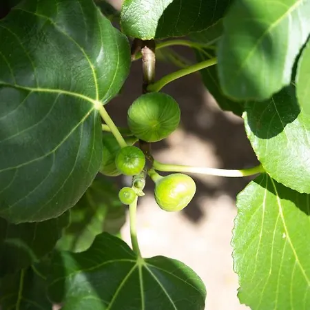 La Curte Dellu Pippi Niuru