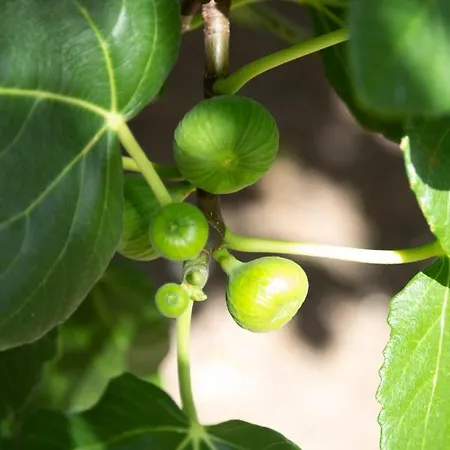 Nyaraló La Curte Dellu Pippi Niuru