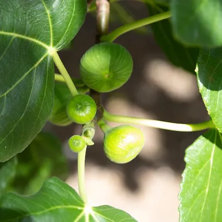 La Curte Dellu Pippi Niuru