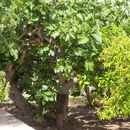 La Curte Dellu Pippi Niuru