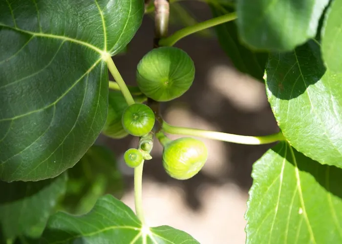 La Curte Dellu Pippi Niuru