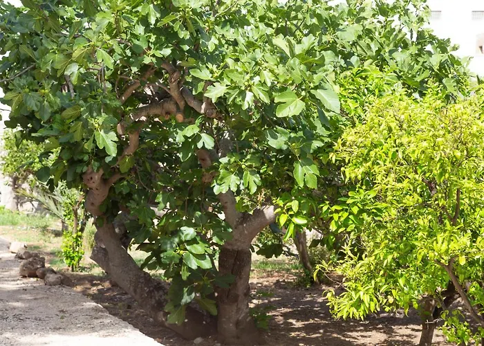 La Curte Dellu Pippi Niuru